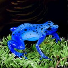 bluefrog.jpg