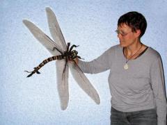 70cm-dragonfly.jpg